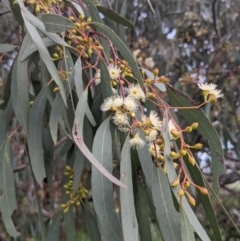 Eucalyptus melliodora (Yellow Box) at Stromlo, ACT - 6 Nov 2021 by HelenCross