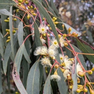 Eucalyptus melliodora at Lions Youth Haven - Westwood Farm A.C.T. - 6 Nov 2021 06:20 PM