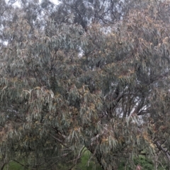 Eucalyptus melliodora at Lions Youth Haven - Westwood Farm A.C.T. - 6 Nov 2021