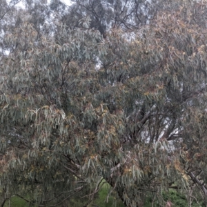 Eucalyptus melliodora at Lions Youth Haven - Westwood Farm A.C.T. - 6 Nov 2021 06:20 PM