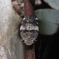 Platybrachys decemmacula (Green-faced gum hopper) at Scullin, ACT - 31 Oct 2021 by AlisonMilton