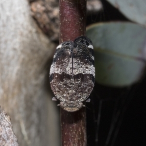 Platybrachys decemmacula at Scullin, ACT - 31 Oct 2021