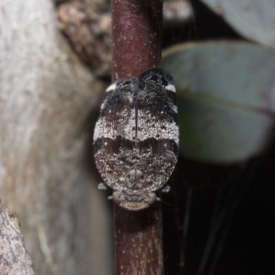 Platybrachys decemmacula (Green-faced gum hopper) at Scullin, ACT - 31 Oct 2021 by AlisonMilton