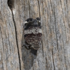 Platybrachys decemmacula at Scullin, ACT - 31 Oct 2021