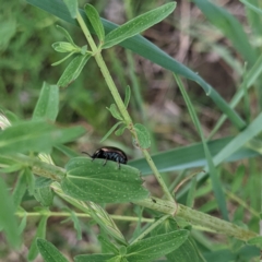 Cercopidae (family) at Stromlo, ACT - 6 Nov 2021 06:21 PM