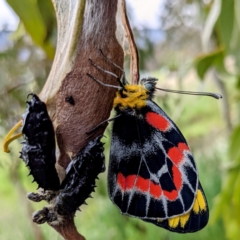 Delias harpalyce (Imperial Jezebel) at Kambah, ACT - 5 Nov 2021 by HelenCross