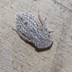 Ledromorpha planirostris (A leafhopper) at Scullin, ACT - 31 Oct 2021 by AlisonMilton