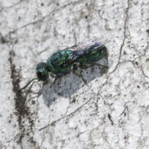 Primeuchroeus sp. (genus) at Scullin, ACT - 31 Oct 2021