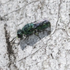 Chrysididae (family) (Cuckoo wasp or Emerald wasp) at Scullin, ACT - 31 Oct 2021 by AlisonMilton