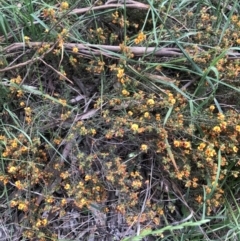 Pultenaea procumbens (Bush Pea) at Belconnen, ACT - 6 Nov 2021 by Dora