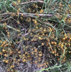 Pultenaea procumbens (Bush Pea) at Belconnen, ACT - 6 Nov 2021 by Dora