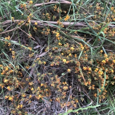 Pultenaea procumbens (Bush Pea) at Flea Bog Flat to Emu Creek Corridor - 6 Nov 2021 by Dora