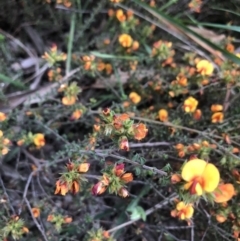 Pultenaea procumbens at Belconnen, ACT - 6 Nov 2021 06:54 PM