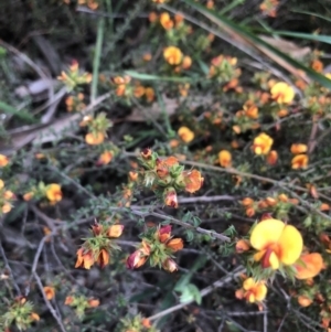 Pultenaea procumbens at Belconnen, ACT - 6 Nov 2021 06:54 PM