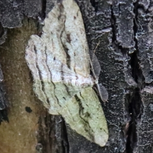 Scioglyptis chionomera at Rendezvous Creek, ACT - 6 Nov 2021 05:35 PM