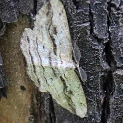 Scioglyptis chionomera (Grey Patch Bark Moth) at Namadgi National Park - 6 Nov 2021 by Sarah2019