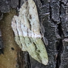 Scioglyptis chionomera (Grey Patch Bark Moth) at Rendezvous Creek, ACT - 6 Nov 2021 by Sarah2019