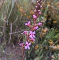 Stylidium graminifolium (Grass Triggerplant) at Nanima, NSW - 28 Oct 2021 by Miko