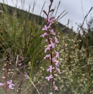 Stylidium graminifolium at Nanima, NSW - 29 Oct 2021 08:06 AM