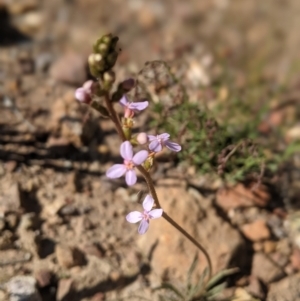 Stylidium graminifolium at Nanima, NSW - 29 Oct 2021 08:06 AM