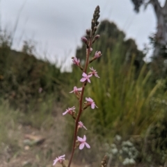 Stylidium graminifolium at Nanima, NSW - 29 Oct 2021