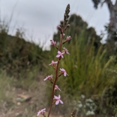 Stylidium graminifolium at Nanima, NSW - 29 Oct 2021 08:06 AM