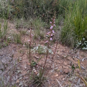 Stylidium graminifolium at Nanima, NSW - 29 Oct 2021 08:06 AM