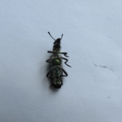 Eleale aspera (Clerid beetle) at McKellar, ACT - 6 Nov 2021 by Birdy