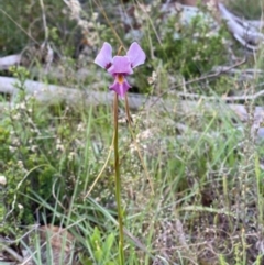 Diuris punctata var. punctata (Purple Donkey Orchid) at Woodstock Nature Reserve - 11 Oct 2021 by Rebeccajgee