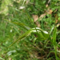 Unidentified Orchid (TBC) at Cabbage Tree Creek, VIC - 6 Nov 2021 by drakes