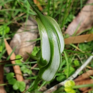 Pterostylis falcata at Cabbage Tree Creek, VIC - suppressed