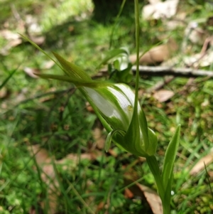 Pterostylis falcata at Cabbage Tree Creek, VIC - suppressed