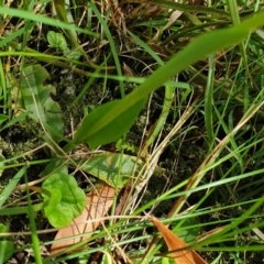 Pterostylis falcata at Cabbage Tree Creek, VIC - suppressed