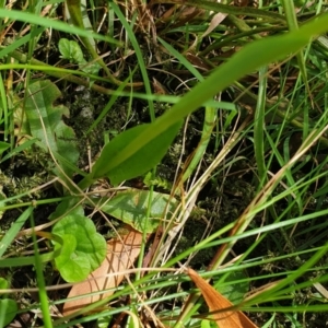 Pterostylis falcata at Cabbage Tree Creek, VIC - suppressed