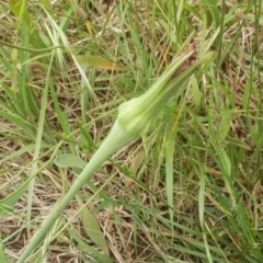 Tragopogon porrifolius at Dunlop, ACT - 6 Nov 2021