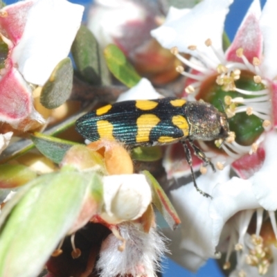 Castiarina inconspicua (A jewel beetle) at Oallen, NSW - 6 Nov 2021 by Harrisi