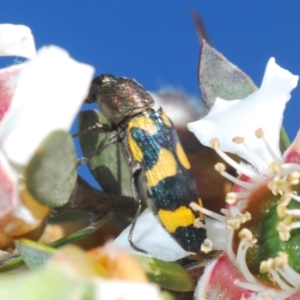 Castiarina inconspicua at Oallen, NSW - 6 Nov 2021