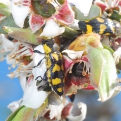 Castiarina octospilota (A Jewel Beetle) at Oallen, NSW - 6 Nov 2021 by Harrisi