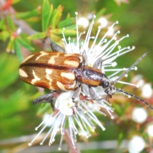 Mecynodera coxalgica at Boolijah, NSW - 6 Nov 2021