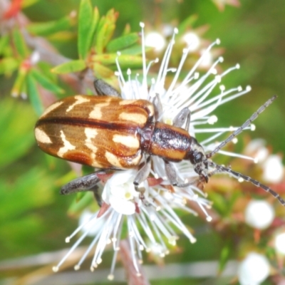 Mecynodera coxalgica (Leaf beetle) at Boolijah, NSW - 6 Nov 2021 by Harrisi