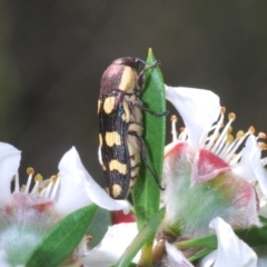Castiarina decemmaculata (Ten-spot Jewel Beetle) at Oallen, NSW - 6 Nov 2021 by Harrisi