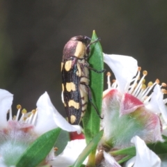 Castiarina decemmaculata (Ten-spot Jewel Beetle) at Oallen, NSW - 6 Nov 2021 by Harrisi