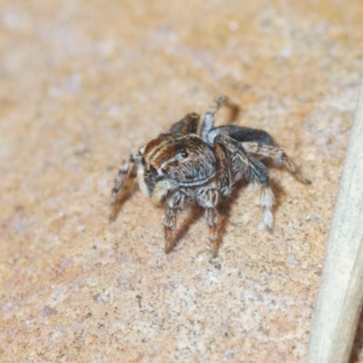 Maratus chrysomelas (Variable Peacock Spider) at Oallen, NSW - 6 Nov 2021 by Harrisi