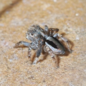 Maratus chrysomelas at Oallen, NSW - 6 Nov 2021