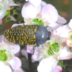 Stigmodera macularia (Macularia jewel beetle) at Tianjara, NSW - 6 Nov 2021 by Harrisi