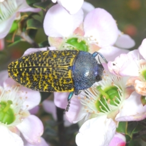 Stigmodera macularia at Tianjara, NSW - 6 Nov 2021