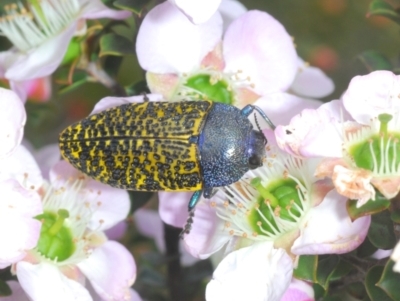 Stigmodera macularia (Macularia jewel beetle) at Tianjara, NSW - 6 Nov 2021 by Harrisi