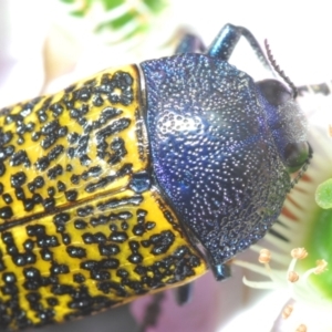 Stigmodera macularia at Tianjara, NSW - 6 Nov 2021