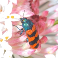 Castiarina crenata (Jewel beetle) at Boolijah, NSW - 6 Nov 2021 by Harrisi