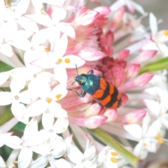 Castiarina crenata at Boolijah, NSW - 6 Nov 2021